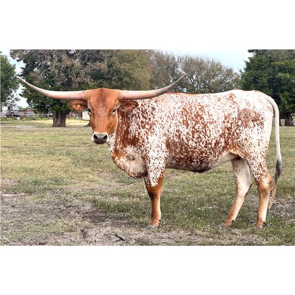 KCM DIXIE PISTOL 181