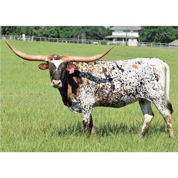 GF REYNOLDS AFFAIR RC