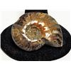 7)  COMPLETE NATURAL AMMONITE FOSSIL SPECIMEN,