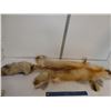 Image 1 : Fox Pelt