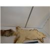 Image 2 : Fox Pelt