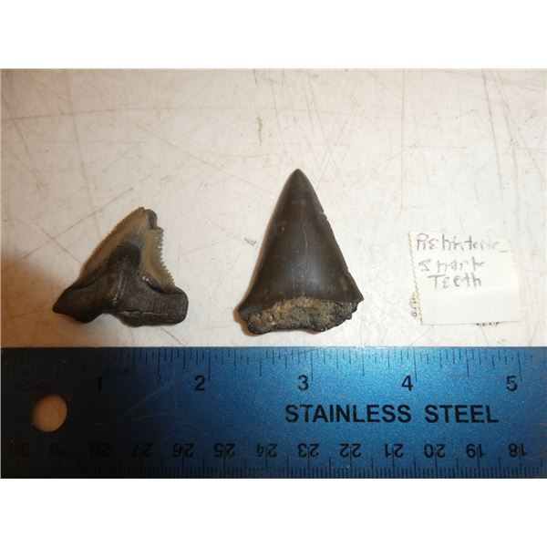 Pre-Historic Shark Teeth