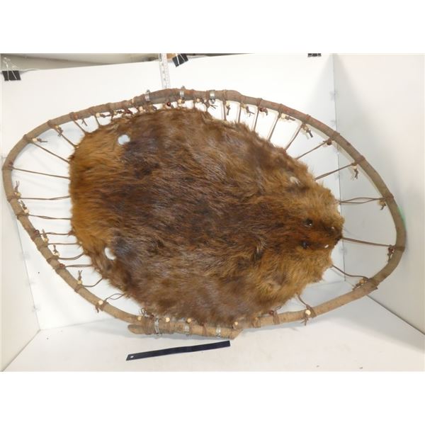 Beaver Pelt on a Pelt Stretcher