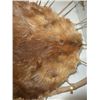 Image 3 : Beaver Pelt on a Pelt Stretcher