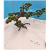 Image 4 : Bonsai Tree & Decor Coasters from Japan