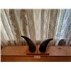 Image 1 : Pair Of Real Animal Horns Wall Decor Approx 10L