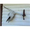 Image 1 : Animal Skull Wall Decor And Metal Bell