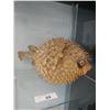 Image 2 : Blow Fish taxidermy
