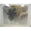 Image 1 : Robert Bateman Print, Wood Bison Portrait, 253/950 Image Size 11" x14 1/2"