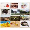 Image 2 : Animals - Pigs Many Greetings & Holidays 70+ Postcards