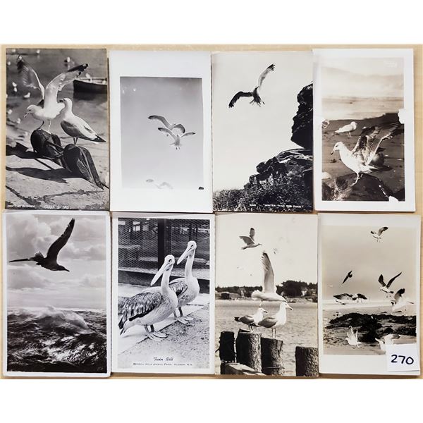 Animals - Real Photo Birds Sea Gulls 75 Postcards