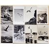 Image 1 : Animals - Real Photo Birds Sea Gulls 75 Postcards