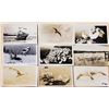 Image 2 : Animals - Real Photo Birds Sea Gulls 75 Postcards