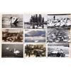 Image 1 : Animals - Real Photo Birds Swans 35+ Postcards