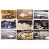 Image 3 : Animals - Real Photo Birds Swans 35+ Postcards