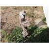 Image 2 : 28" squirell statue plaster heavy yard ornament