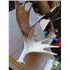Image 2 : moose antler