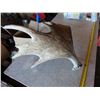 Image 4 : moose antler