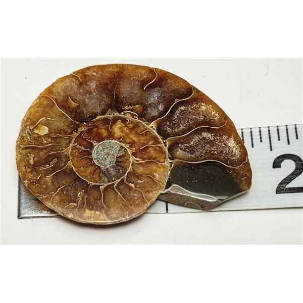 5)  NATURAL AMMONITE SPLIT FOSSIL SPECIMEN,