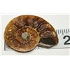 Image 1 : 5)  NATURAL AMMONITE SPLIT FOSSIL SPECIMEN,