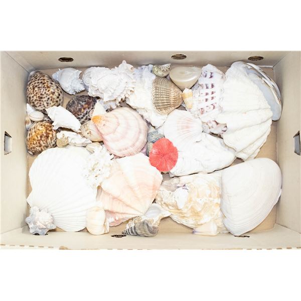 LARGE BOX OF SHELLS