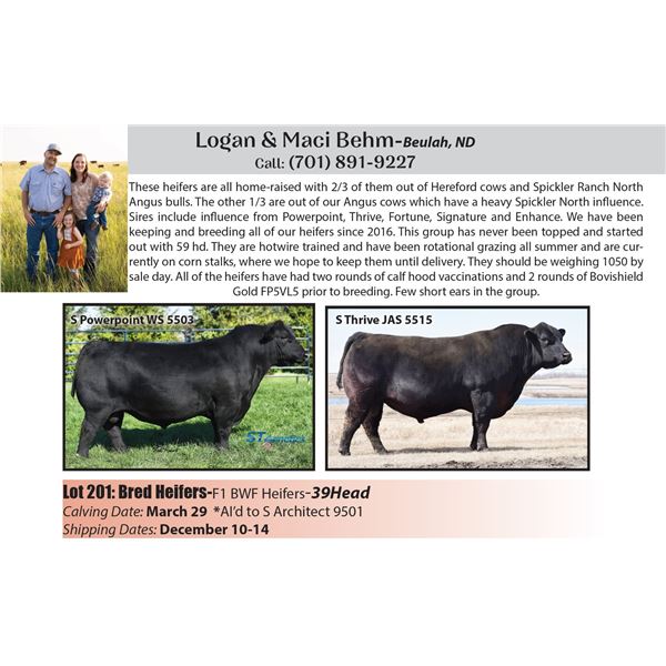 39 hd AI Bred F1, BWF Heifers