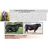 Image 1 : 39 hd AI Bred F1, BWF Heifers