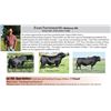 Image 1 : 11 hd Open Angus Heifers