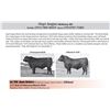 Image 1 : 30 hd Open Angus Heifers