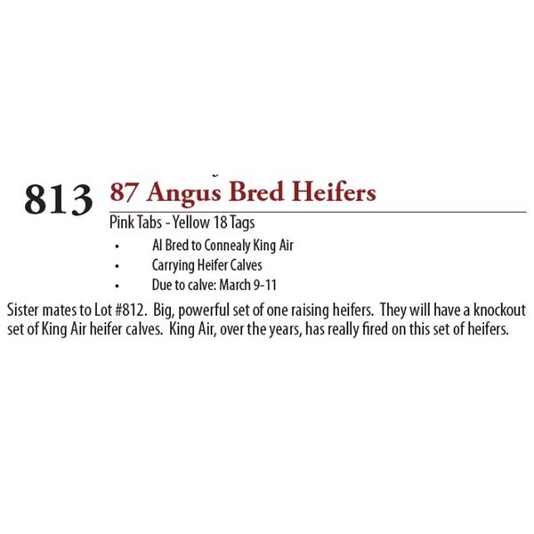 62 ANGUS BRED HEIFERS