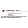 Image 1 : 14 ANGUS BRED HEIFERS