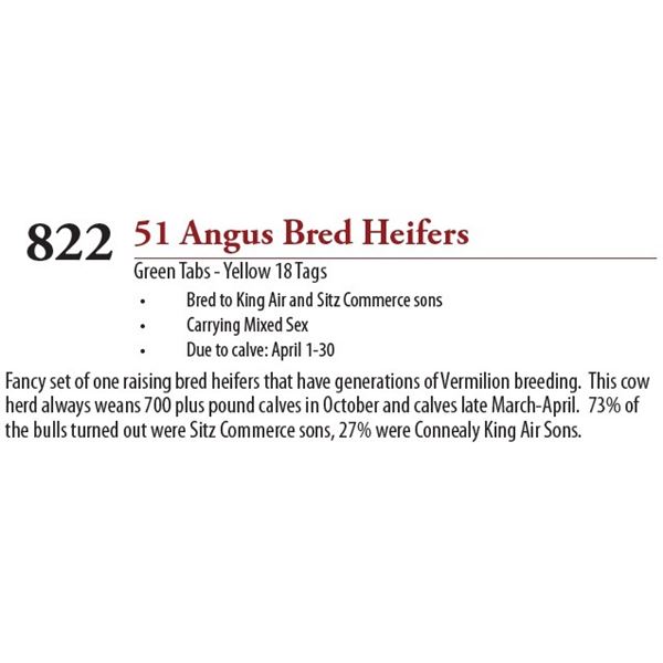 46 ANGUS BRED HEIFERS