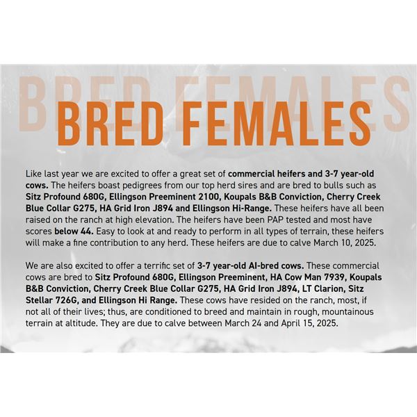 Bred Commercial Heifers