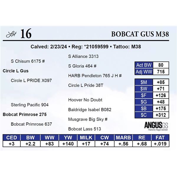 Bobcat Gus M38