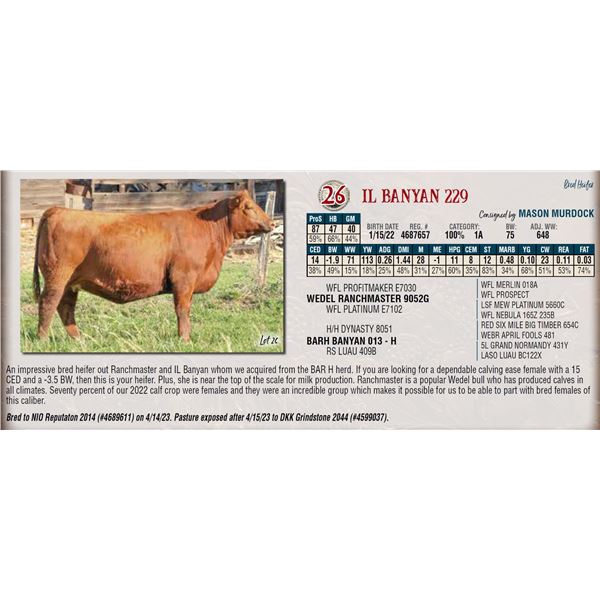 MURDOCK CATTLE COMPANY IL BANYAN 229 Northern Livestock Video Auction