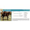 Image 1 : Name Pending- Black Mare