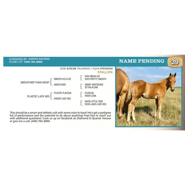 Name Pending- Palamino Colt