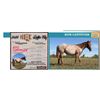 Image 1 : KITS CATTITUDE- 2026 Raffle Filly