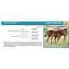 Image 1 : Name Pending- Sorrel Colt