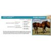 Image 1 : Name Pending- Bay Colt
