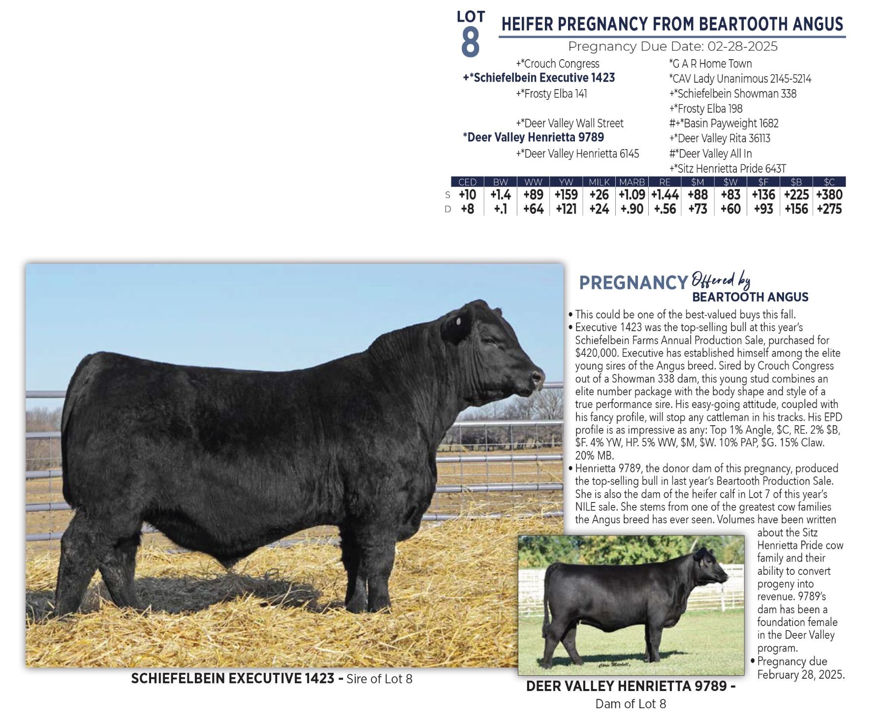 HEIFER PREGNANCY FROM BEARTOOTH ANGUS
