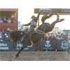 Image 2 : 2x Weekend Admissions to the Hardgrass Bronc Match