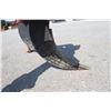 Image 10 : Bush Hog 3pth, 3 shank ripper, off local estate