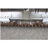Image 19 : Case/Int 3162 40' flex draper, centre drive knife, 2 section flip over reel, single point hookup, 20