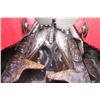 Image 13 : Gerringhoff RD830 8 row corn head, Rotodisc chopping, CIH Flagship hook-up,  single point  connector
