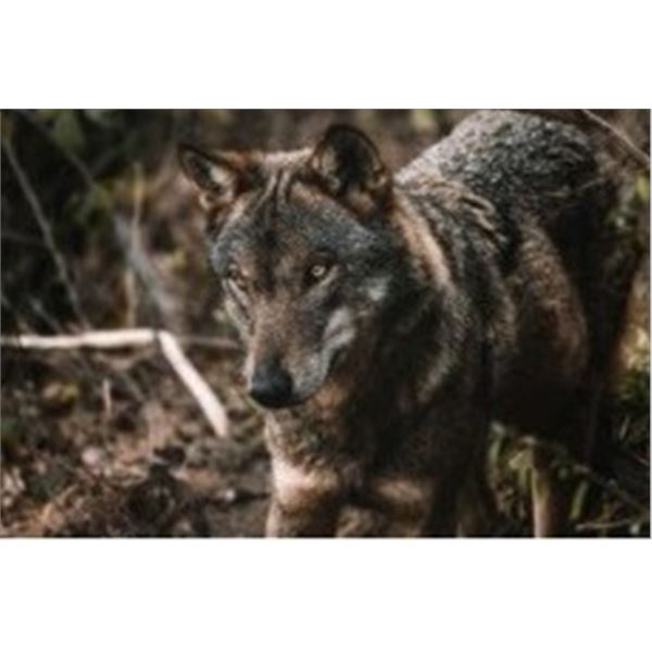 15 CANADIAN TIMBERWOLF HUNT