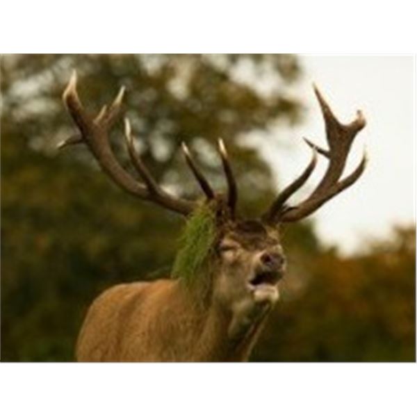 19 NEW ZEALAND RED STAG HUNT