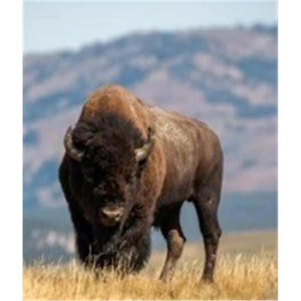 21 AMERICAN BUFFALO HUNT