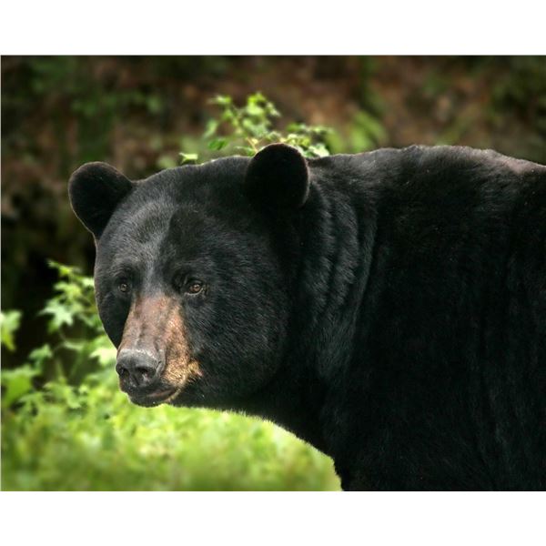 Michigan – 2024 Black Bear for a Disabled or Youth Hunter  (17 or Younger)