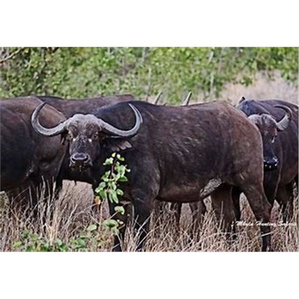South Africa – 7 Day – Cape Buffalo Cow and Zebra Safari for Two Hunters and  Two Non Hunters